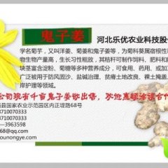 河北武强千亩菊芋种球出售 有意者电联