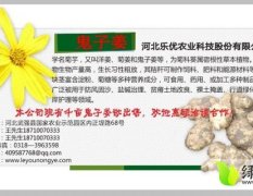 河北武强千亩菊芋种球出售 有意者电联