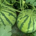 江苏新沂8424西瓜：8424西刘风雷