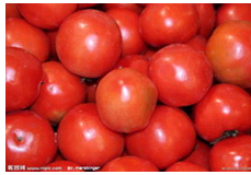 山东定陶硬粉：牛楼蔬牛