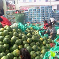 云南昆明西瓜交易市场代理
