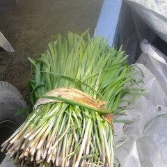 山东泗水富生韭菜：中册镇杨玉同