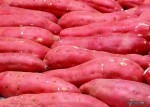 我镇有红薯5000多亩 品种全