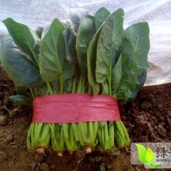 山东岱岳大叶菠菜以质论价,4-9毛不等