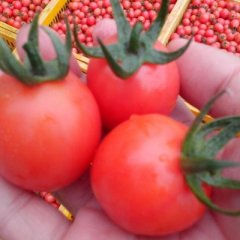 山东莘县樱桃西红柿：东王庄李德