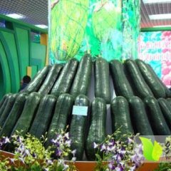 代发海南冬瓜、质量保证