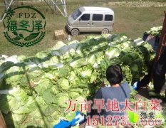 河北蔚县供应万亩黄心系列大白菜