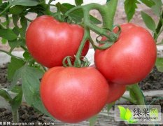 山东费县硬粉西红柿现上市了 品种全