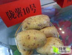 甘肃安定陇薯10号：巉口镇文国泰