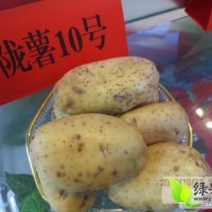 甘肃安定陇薯10号：巉口镇文国泰