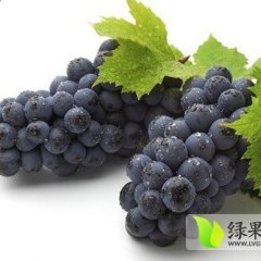 陕西户太8号葡萄7月中旬成熟上市