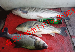 黑龙江海林常年供应野生鲤鱼
