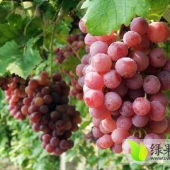 陕西临渭红提：下吉镇闫子龙
