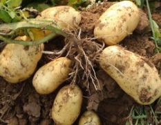 河北围场大量出售优质土豆