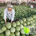 新疆哈密市麒麟西瓜单瓜重2.5—10斤