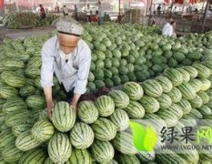 新疆哈密市麒麟西瓜单瓜重2.5—10斤