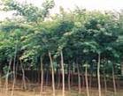 山西绛县紧急处理300亩刺槐树