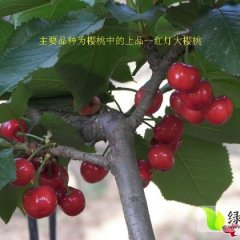 从阳历5月6日开始销售陆地大樱桃