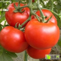 山东费县西红柿已大量上市