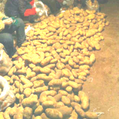 内蒙古海拉尔供应荷兰七号 多为半斤以上