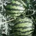云南勐腊本地农民种植了百亩甜王西瓜