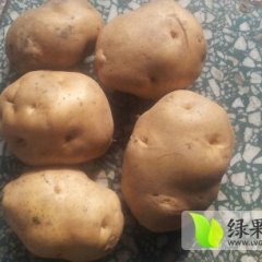 河北围场克新一号：朝阳地刘金宝