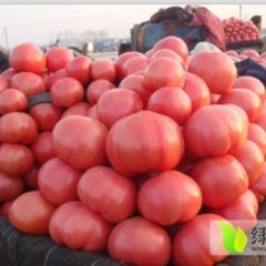 河南滑县金鹏：高平镇毛占涛