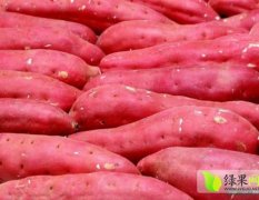 山东东港有五千多亩红薯 品种全