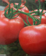 山东寿光供应欧盾番茄种子