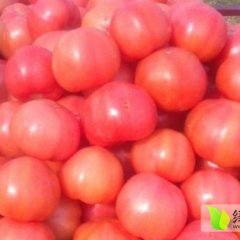 山东任城粉红西红柿现已上市 供应至7月