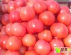 山东任城粉红西红柿现已上市 供应至7月