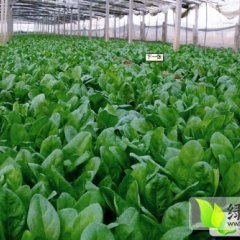 河南滑县大叶菠菜:高平镇毛占涛