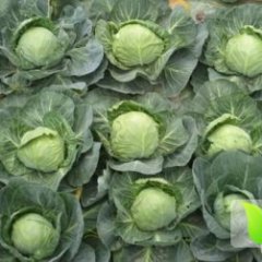 冬强 银丰：潘家湾邓伟