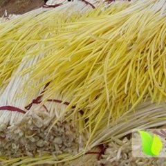 山东安丘蒜黄：山口村张万顺