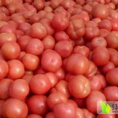 山东费县早春西红柿：范存宝