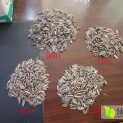 出售内蒙大瓜子