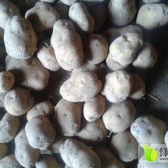 甘肃安定大白花装车价四两以上0.