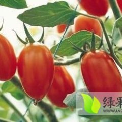 樱桃西红柿千禧圣女果基地小番茄