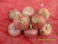 山东巨野红皮洋葱：独山镇杨泰安