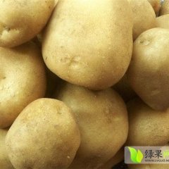 甘肃安定大白花：巉口镇李佳亮