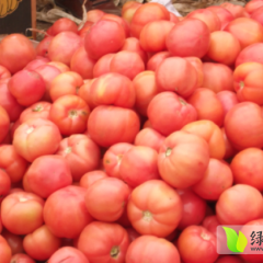 山东费县硬粉：薛庄镇范龙