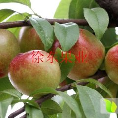 安徽砀山批发大棚油桃4月初上市