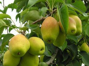 陕西大荔红香酥梨：大荔县翟耀军
