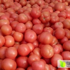 费县硬粉；西红柿大掉价便宜了