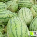 山东青州8424西瓜4月下旬上市