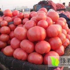 山东费县西红柿大棚3万余亩，供货至6月