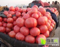 大量粉果西红柿现已上市