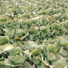 河南球茎甘蓝：南阳市官庄工区陈