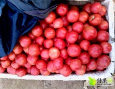 山东商河硬粉：玉皇庙马经理