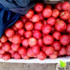 山东商河硬粉：玉皇庙马经理